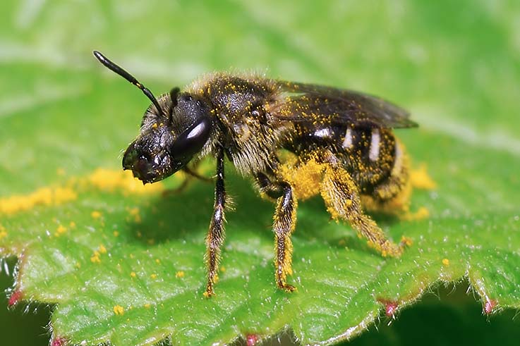 femmina di Apidae Halictinae che estroflette la lingua